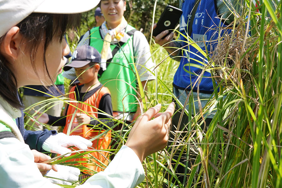 カヤネズミの巣を調査